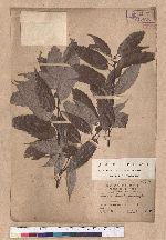 Cyclobalanopsis glauca (Thunb.) Oerst. 青剛櫟