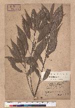 Cyclobalanopsis glauca (Thunb.) Oerst. 青剛櫟