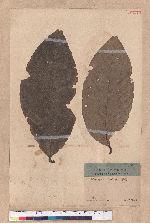 Castanopsis indica (Roxb.) A. DC. 印度栲