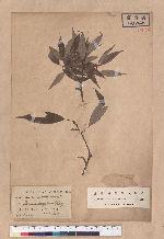 Quercus longinux (Hayata) Schott. 錐果櫟