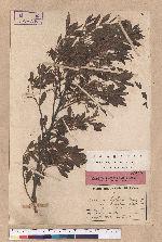 Quercus phillyraeoides A. Gray 姥芽櫟