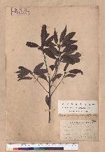 Cyclobalanopsis longinux (Hayata) Schott. 錐果櫟