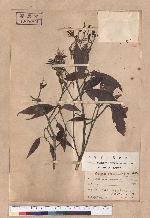 Quercus pseudomyrsineaefolis Hayata