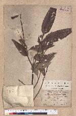 Quercus variabilis Blume 栓皮櫟