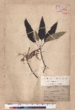 Quercus variabilis Blume 栓皮櫟