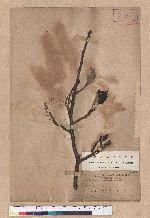 Quercus variabilis Blume 栓皮櫟