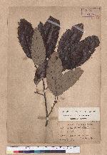 Quercus variabilis Blume 栓皮櫟