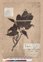 Quercus variabilis Blume 栓皮櫟