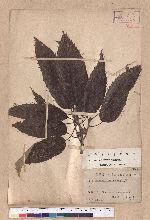 Quercus variabilis Blume 栓皮櫟