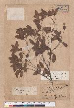 Quercus tarokoensis Hayata 太魯閣櫟