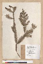 Cryptomeria japonica (L. f.) D. Don 柳杉