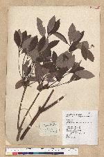 Neolitsea buisanensis Yamamoto & Kamikoti 武威山新木薑子