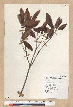 Neolitsea hiiranensis Liu & Liao 南仁山新木薑子