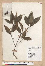 Neolitsea parvigemma (Hayata) Kanehira & Sasaki 小芽新木薑子
