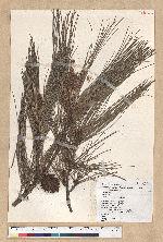 Pinus luchuensis Mayer 琉球松