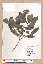 Litsea krukovii Kosterm. 小梗木薑子