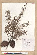 Pseudotsuga wilsoniana Hayata 臺灣黃杉(威氏帝杉)