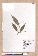 Cinnamomum insulari-montanum Hayata 山肉桂(台灣肉桂)