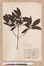 Actinodaphne lancifolia (Sieb. et Zucc.) Meissner