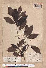 Actinodaphne mushaensis Hayata