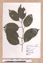 Beilschmiedia erythrophloia Hayata 瓊楠