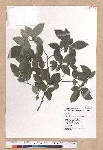 Lindera glauca (Sieb. & Zucc.) Blume 白葉釣樟