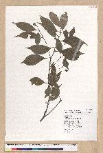 Machilus konishii Hayata 小西氏楠