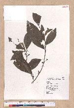 Litsea akoensis Hayata 屏東木薑子