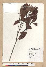 Neolitsea hiiranensis Liu & Liao 南仁山新木薑子