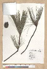 Pinus luchuensis Mayer 琉球松
