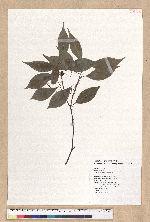 Machilus konishii Hayata 小西氏楠