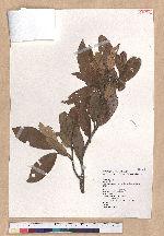 Cyclobalanopsis championii (Benth.) Oerst. ex Schott. 嶺南椆