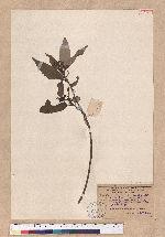 Quercus myrsinaefolia Blume