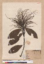 Castanopsis fissa Rehder & E.H.Wilson