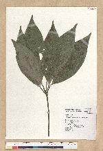 Neolitsea acutotrinervia (Hayata) Kanehira & Sasaki 銳葉新木薑子