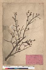 Keteleeria davidiana (Franchet) Beissner var. formosana Hayata 臺灣油杉