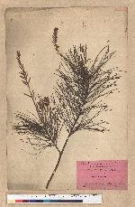 Pinus morrisonicola Hayata 臺灣五葉松