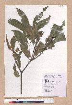 Pasania hancei (Benth.) Schott. var. ternaticupula (Hayata) Liao 三斗石櫟