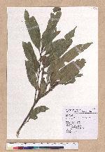 Pasania hancei (Benth.) Schott. var. ternaticupula (Hayata) Liao 三斗石櫟