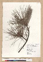 Pinus taiwanensis Hayata 臺灣二葉松