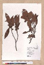 Litsea akoensis Hayata 屏東木薑子