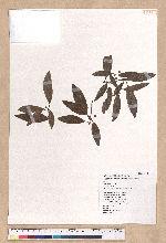 Litsea morrisonensis Hayata 玉山木薑子