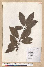 Neolitsea villosa (Blume) Merr. 蘭嶼新木薑子