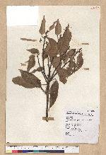 Neolitsea parvigemma (Hayata) Kanehira & Sasaki 小芽新木薑子