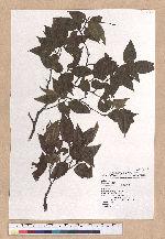 Fagus hayatae Palib. 臺灣山毛櫸