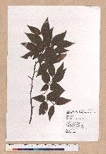 Fagus hayatae Palib. 臺灣山毛櫸