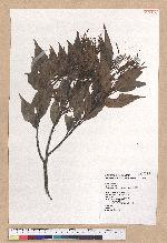 Castanopsis carlesii (Hemsl.) Hayata 長尾栲