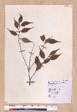 Lindera aggregata (Sims) Kosterm. 天臺烏藥