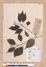 Cinnamomum camphora (L.) Nees & Eberm. 樟