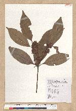 Neolitsea variabillima (Hayata) Kanehira & Sasaki 變葉新木薑子
